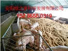 安陽綠之源養(yǎng)殖大棚建設(shè)