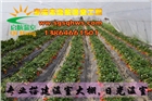 大棚建設(shè)   全鋼架鋼梁拱棚   壽光市啟航溫室