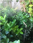 蚊蟲防控系統(tǒng) 除蟲菊素 除蟲菊酯