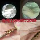 人工金蟬養(yǎng)殖技術(shù)金蟬種苗蟲卵提供